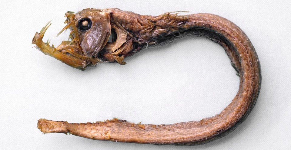 The fishes of the deep sea | Natural History Museum
