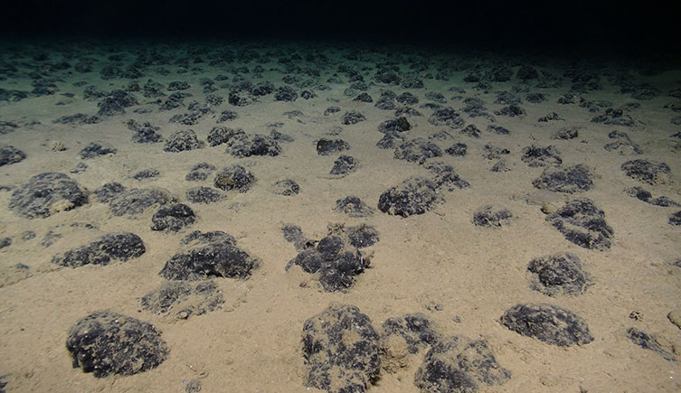 A picture of the muddy floor of the CCZ. The foreground is illuminated by the rover, revealing sountless dark nodules scattered randomly across the mud, slowly fading into black in the distance. 