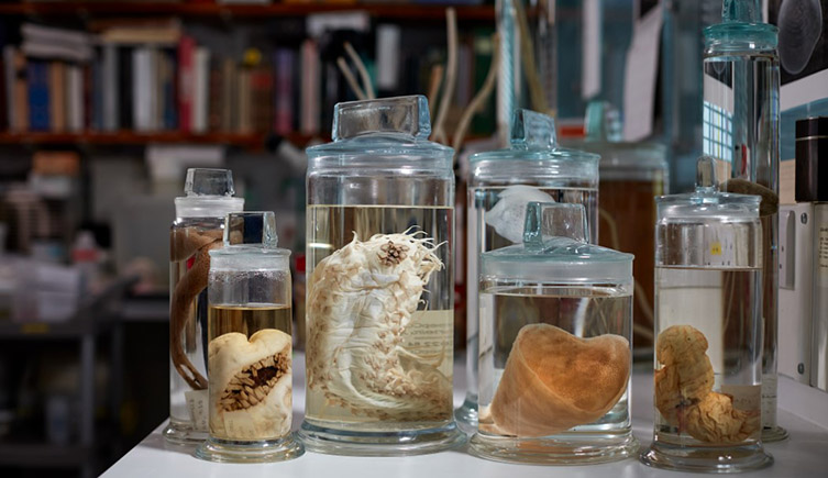 A series of alien-looking specimens from the CCZ in glass jars on a bench in the lab. 