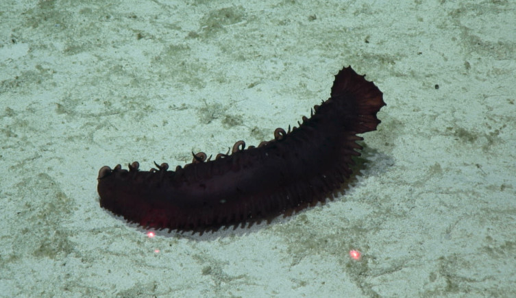 A dark purple sea cucumber on the ocean floor
