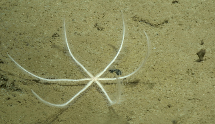 A white Freyastera starfish on the sand