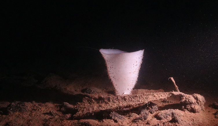 A tall, vase-like white glass sponge growing on the muddy bottom. 