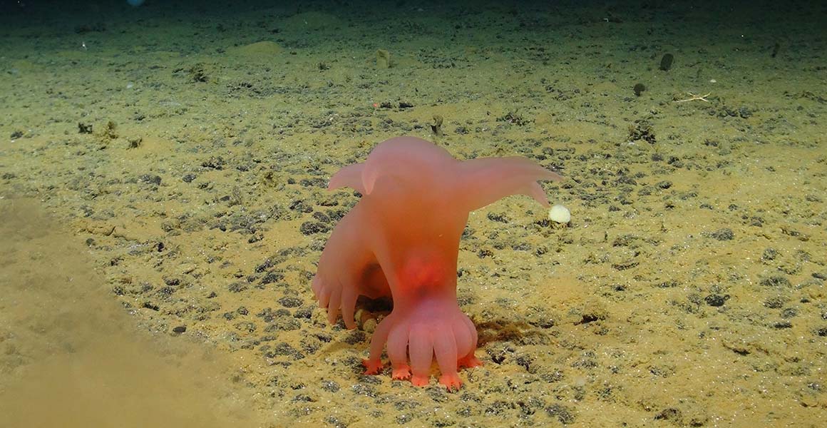 A strange alien-looking sea cucumber with what look like a number of tiny pink feet crawling along the seafloor. 