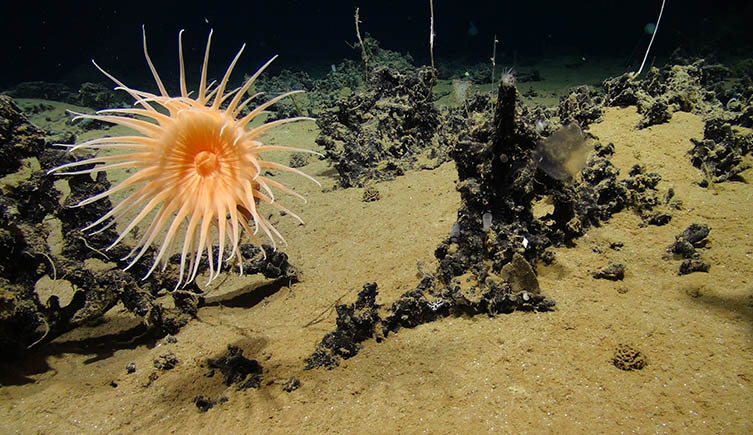 A orange sea anemone growing amongst the jagged grey manganese rocks on the ocean bottom. 