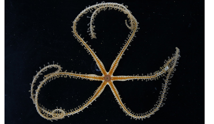 A deep sea sea star with long, filament like arms curved around.  