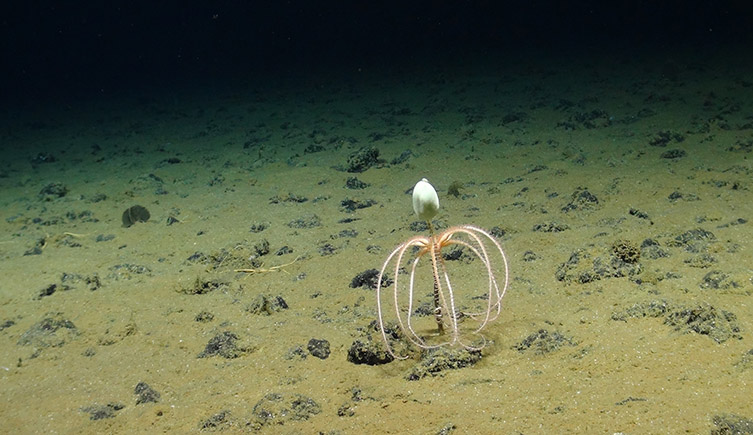 The arms of a star fish draping down over the central shaft of a sponge stalk. 