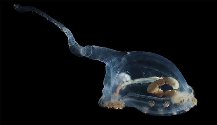 A deepsea sea cumber that looks like it is made from glass. It has a long, tail-like protrusion at one end, and you can see it's insides. 