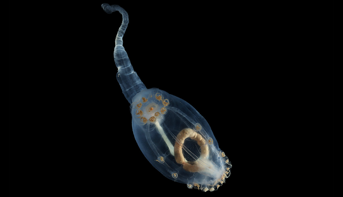 A transluscent seacucumber on a balck background. 