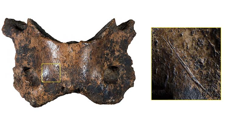 Left - A photograph of a hyena bone, with a yellow box on it. Right - a zoomed in image of a cut mark in the highlighted region.