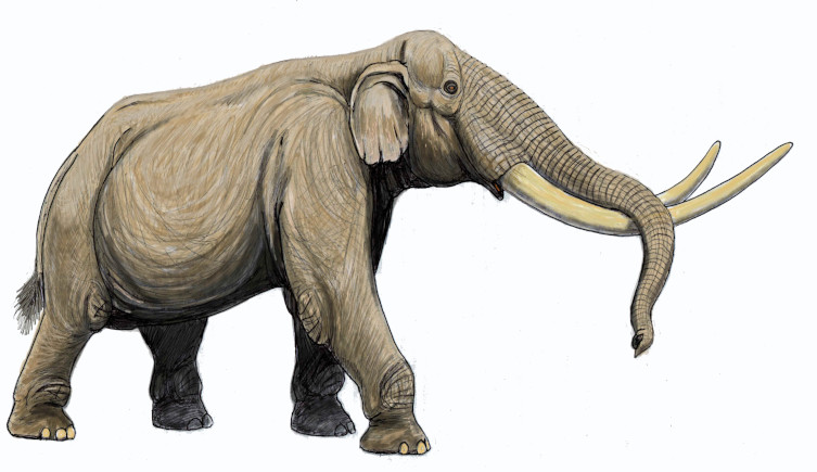 An artist's impression of Stegodon