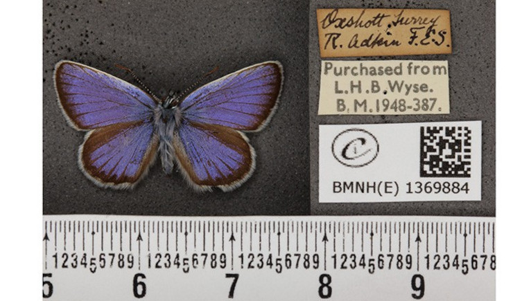 A digitised blue Plebejus argus butterfly alongside its labels and a scale bar.