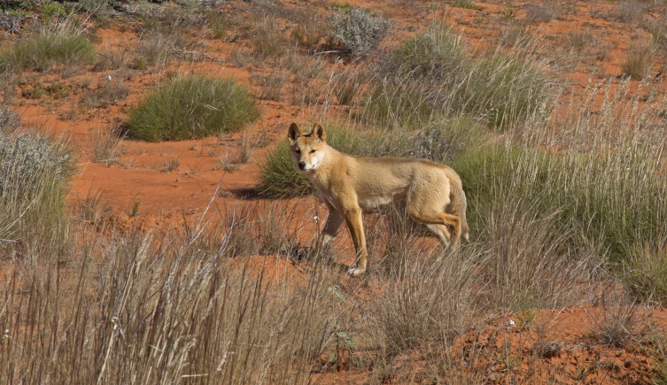 A dingo stands among shrubs on red soil.