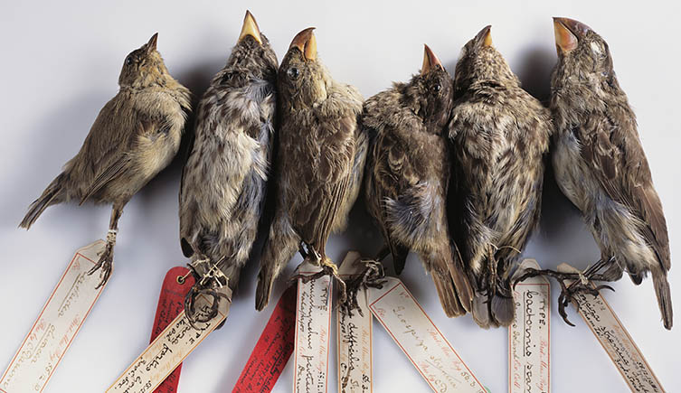 A selection of darwin's finches lined up next to each other, showing the variation in beak shape that helped the naturalist form his theory of evolution. 