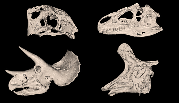 Four dinosaur skulls showing the big horns of a triceratops, the crest of a duck-billed dinosaur, the big teeth of a theropod and the truly bizarre shape of a Citipati skull.