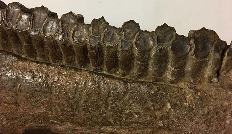 Rows of hadrosaur teeth in a fossilised jawbone.