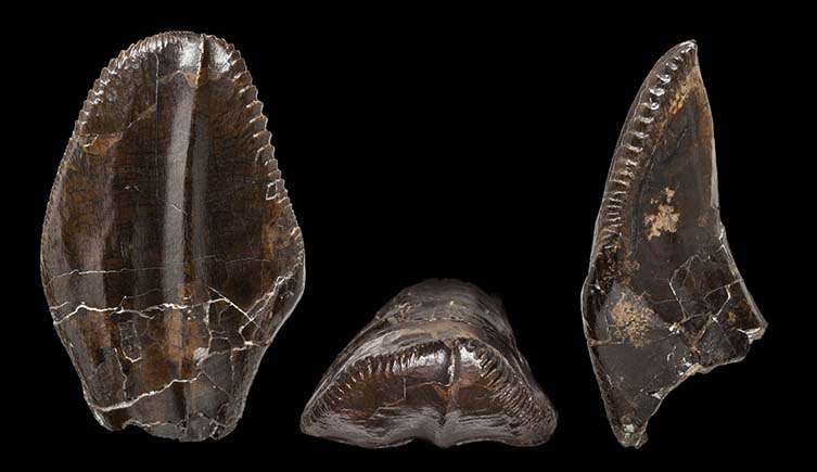 An Iguanodon tooth seen from the side, the front, and above.