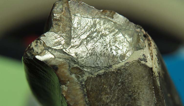 Wear facets on an Iguanodon tooth.
