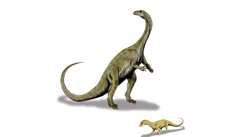 Reconstruction of an adult Massospondylus on two legs and its young on all fours. 