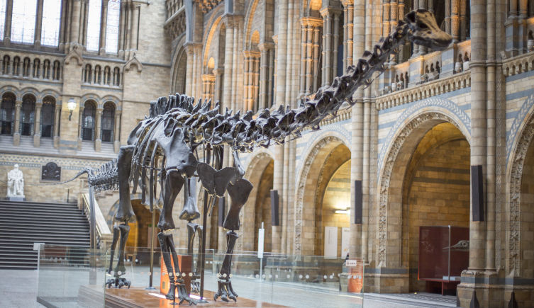 Dippy the Diplodocus in the Museum's Hintze Hall