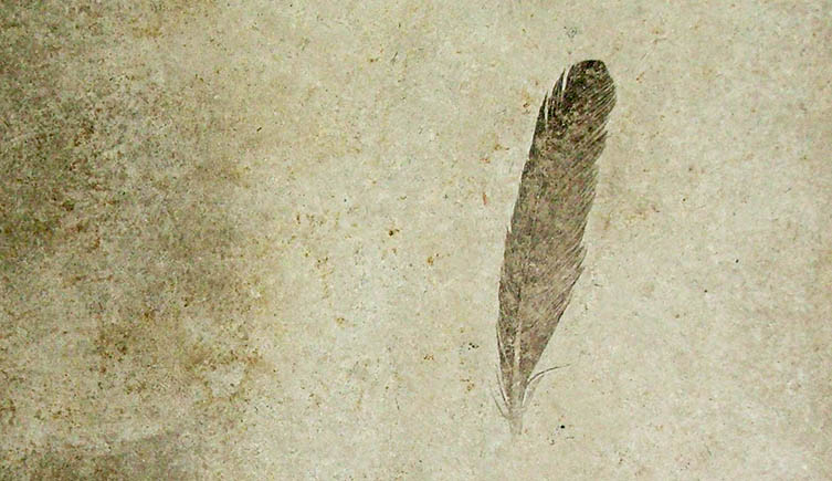 A single fossil feather preserved in rock.
