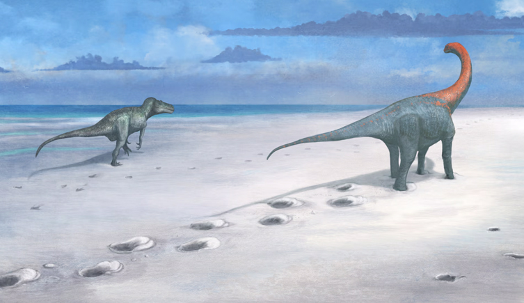 An illustraion of two dinosaurs walking across sand with the sea in the background