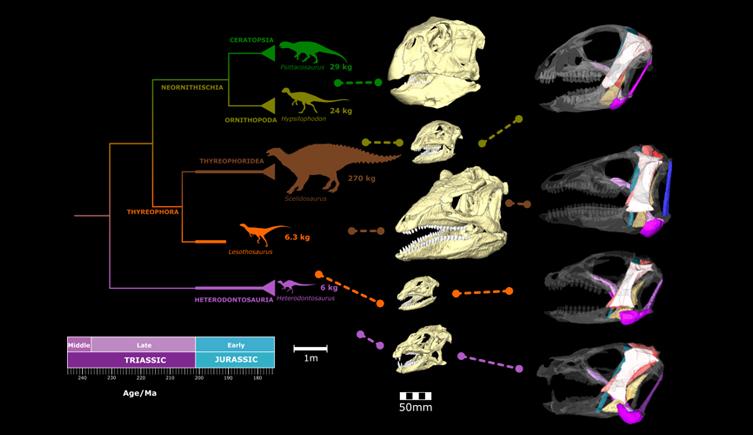 ornithischian skull reconstructions