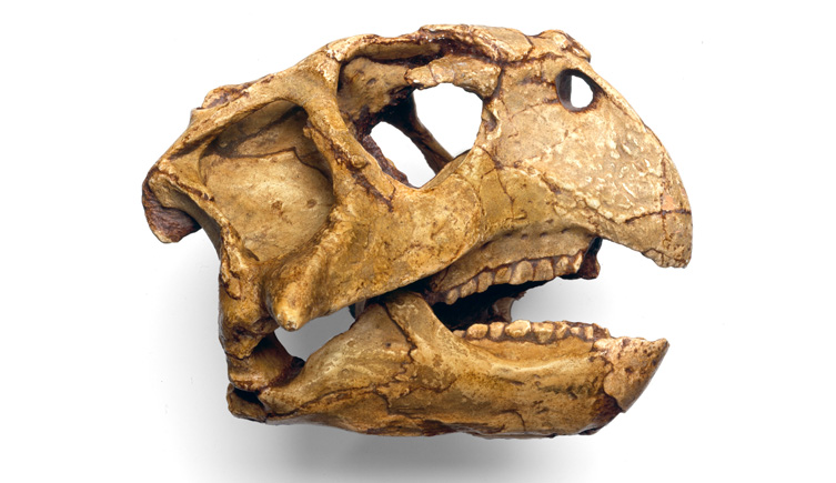 The Ornithischian Psittacosaurus dinosaur skull on whote background