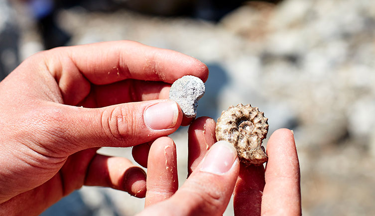 Two small ammonite fossils