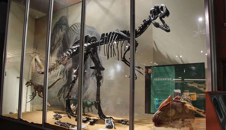 A glass case displaying a skeleton of Neovenator, models of the dinosaur and information about it