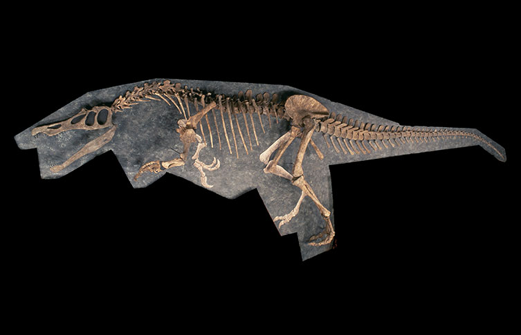 A Baryonyx skeleton