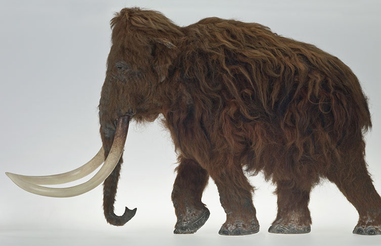 A model of the woolly mammoth found in Ilford, Essex