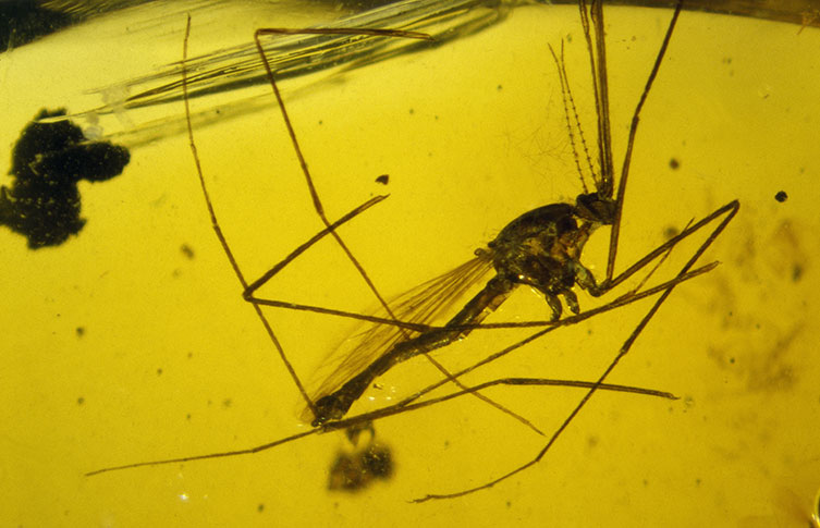 A mosquito preserved in amber