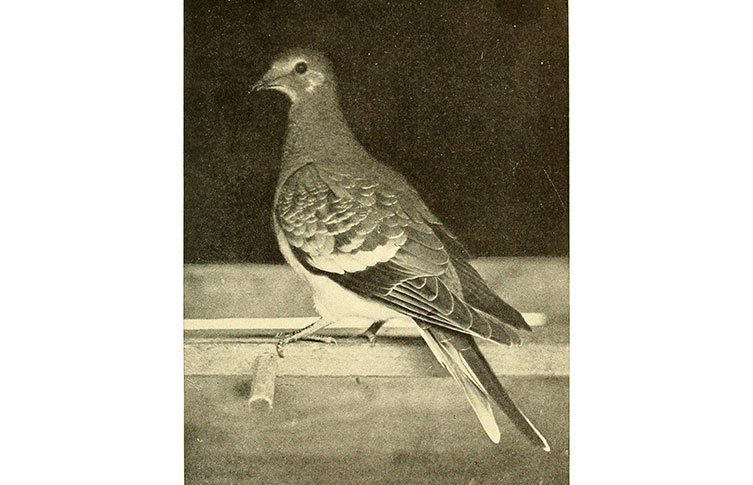A black and white image of the extinct passenger pigeon