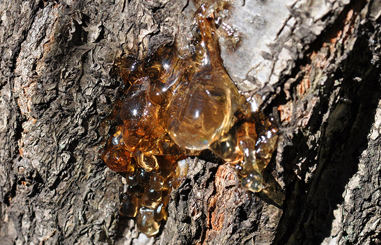 Tree resin