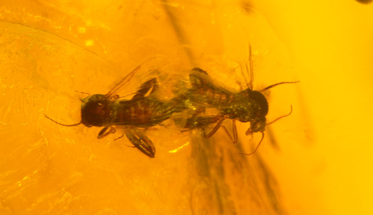 Two biting flies preserved in an amber specimen