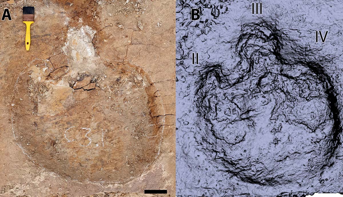 A large round footprint with three toes