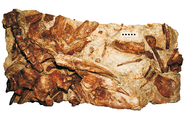 The holotype of Hylaeosaurus with many bones embedded in rock.