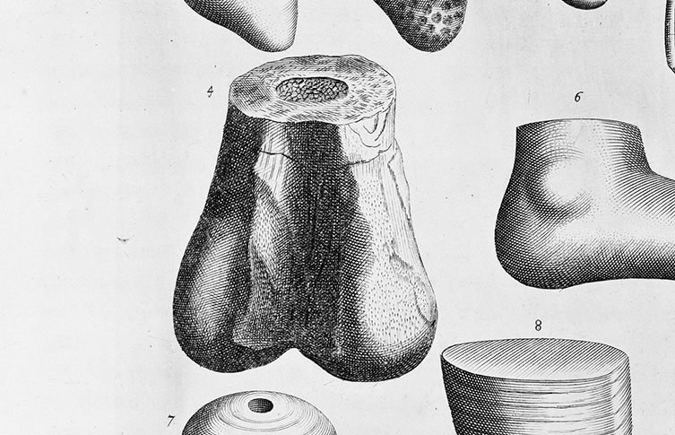 An illustration of a bone fragment showing a crossection across the top.