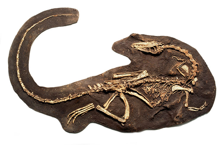 A partially articulated dinosaur skeleton embedded in rock.