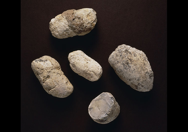 Five light brown, rounded rocks with flecks of dark material across their surfaces. 