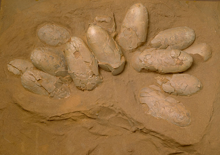 A pile of 13 ovoid-shaped egg fossils sticking out of sandy, orange rock. 