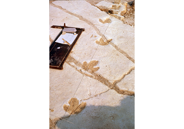 A line of dinosaur footprints embedded in a flat slab of rock.