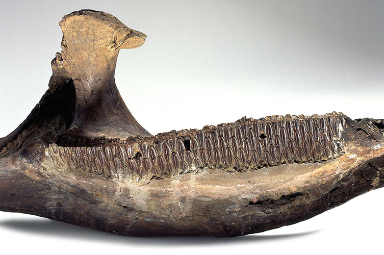 Fossilised Edmontosaurus jaw and teeth