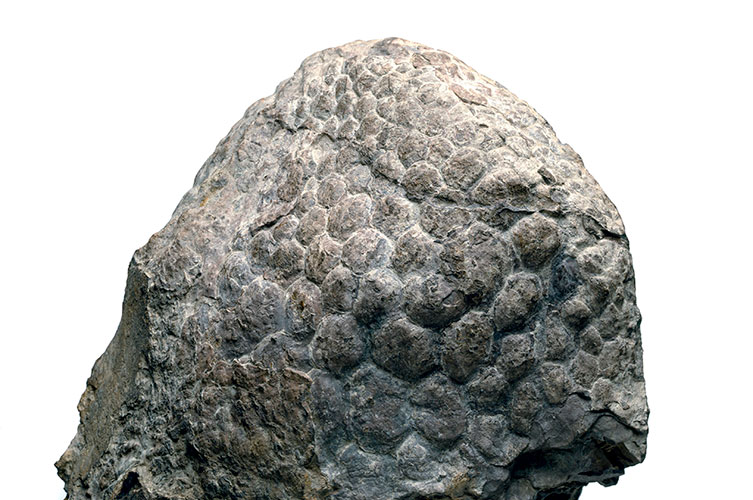 A fossil of scaly dinosaur skin. The fossil's surface is covered in small, round bumps. 