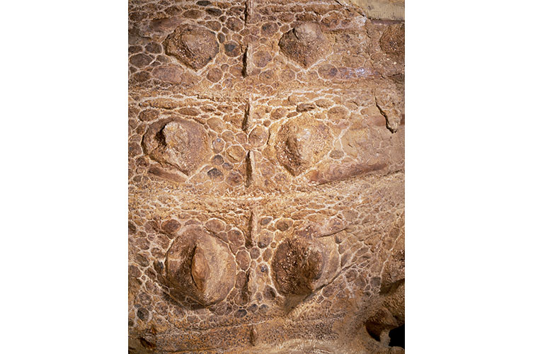 A dinosaur skin fossil. The fossil's surface is covered in small round bumps and larger protrusions. 