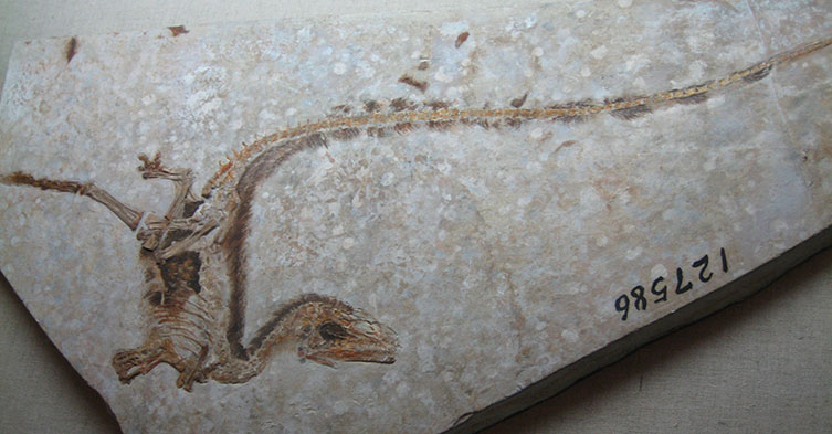 Very well-preserved Sinosauropteryx fossil that shows the dinosaur's feathers