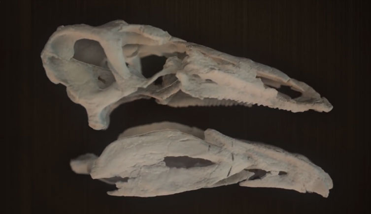 Stegosaurus skull CT scan
