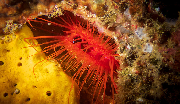 A disco clam hiding in a crevice. The clam is red-orange and covered in long, thin tentacles. 