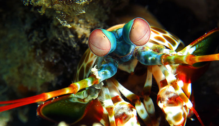 Close up of a mantis shrimp facing the camera. Its body is a patchwork of white, orange and red, with blue eye stalks and pink eyes. 