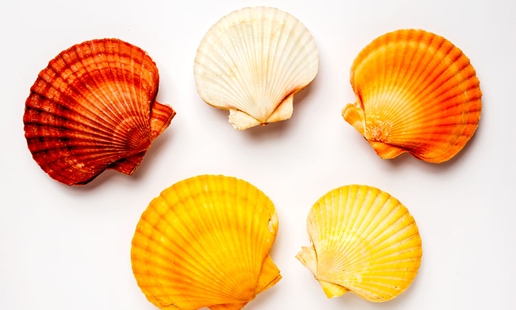 Five queen scallop shell specimens. One shell is white, two are orange and two are yellow. 
